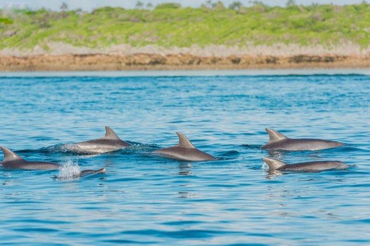 ザンジバル : キジムカジのイルカアドベンチャー