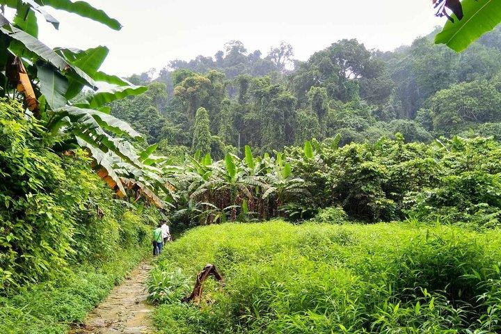 Cuc Phuong Hiking Tour Explore Vietnam Oldest National Park