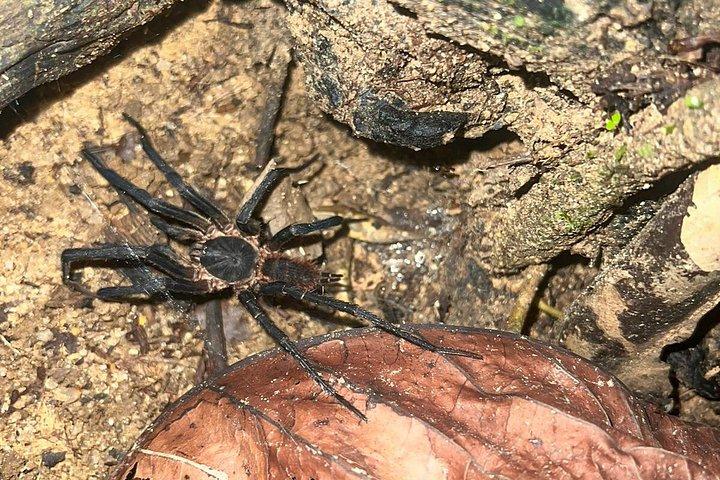 ピコ ド パパガイオ サンライズ ハイキング イーリハ グランデ