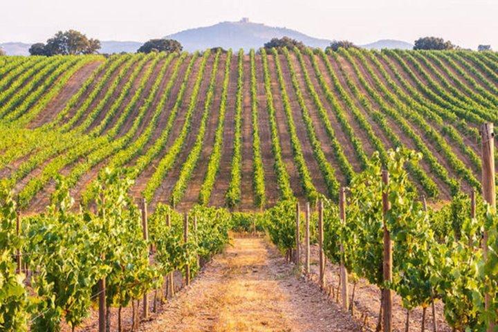 Wine Tour from Lisbon to Setúbal and Arrábida