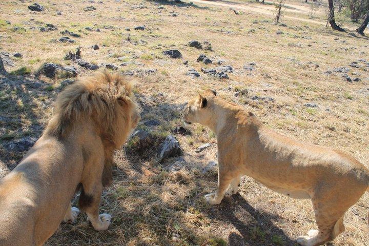 Demi-journée Lion Park Safari de Johannesburg