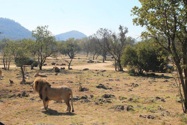Demi-journée Lion Park Safari de Johannesburg