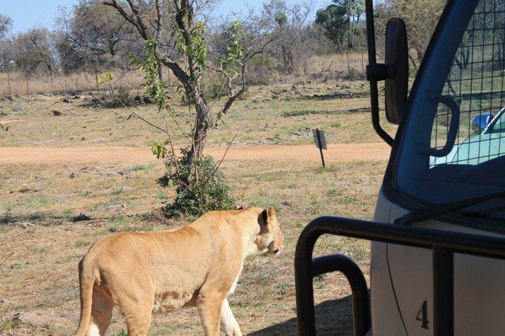 Demi-journée Lion Park Safari de Johannesburg
