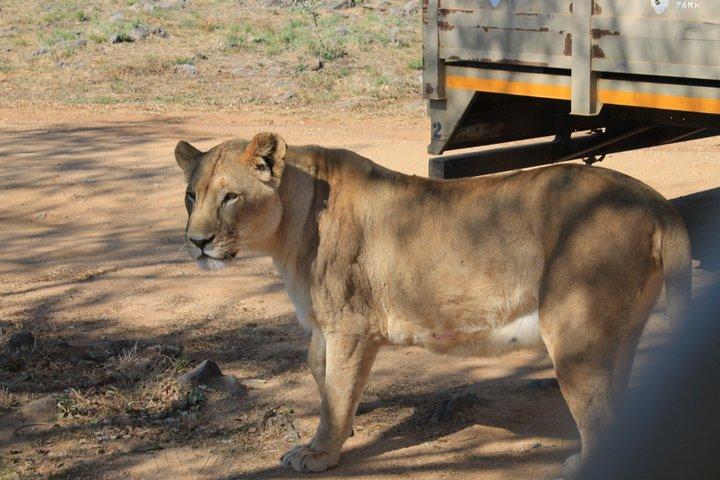 Demi-journée Lion Park Safari de Johannesburg