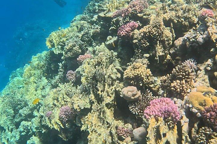 Excursión de un día al Parque Nacional Ras Mohammed en autobús