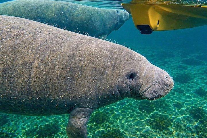 オーランド近郊小グループマナティーディスカバリーカヤックツアー
