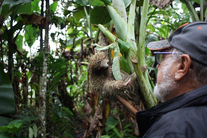 4 in 1 Sloth Encounter, Rio Celeste, Waterfalls, Rainforest tour