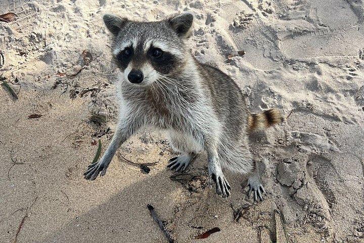Barca Privata a Miami da 52 piedi | Sandbar, Delfini e Biscayne Bay!