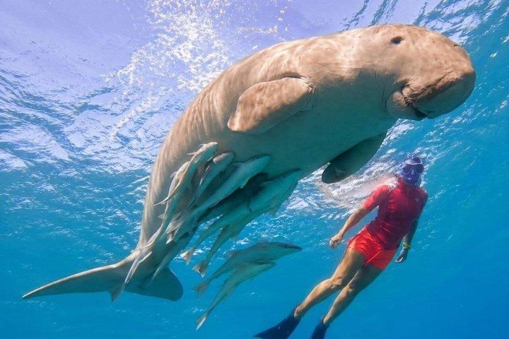 Marsa Alam Snorkling resa med Dugong och sköldpaddor Marsa Mubarak