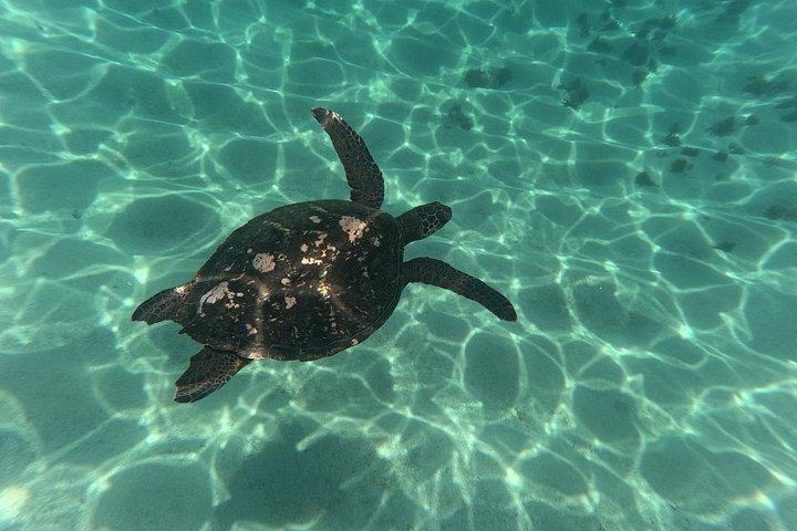 シュノーケリングアドベンチャーと隠れたビーチへのハイキング