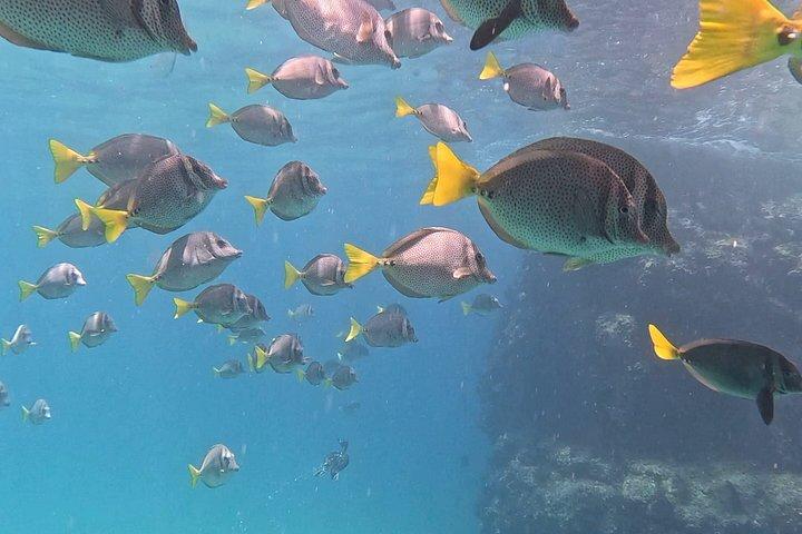 シュノーケリングアドベンチャーと隠れたビーチへのハイキング