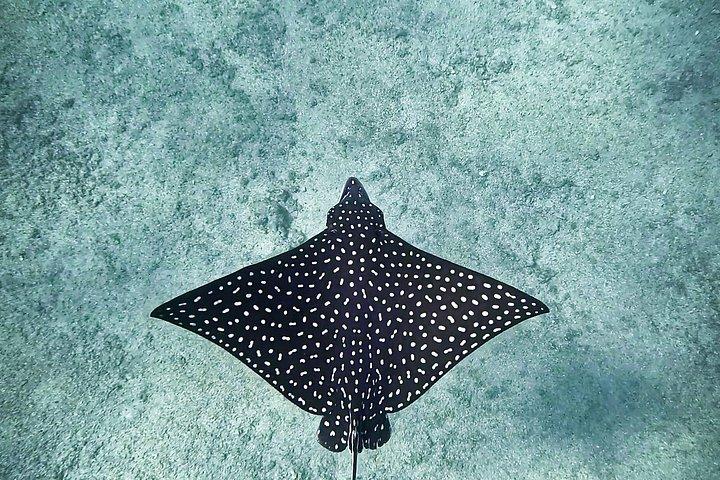 シュノーケリングアドベンチャーと隠れたビーチへのハイキング