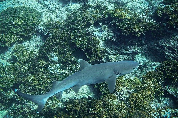 シュノーケリングアドベンチャーと隠れたビーチへのハイキング
