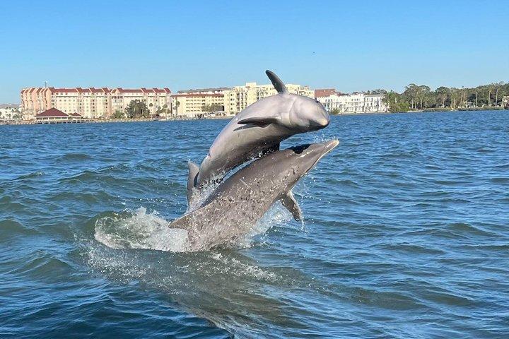 Escursioni con i delfini , tour al tramonto e tour di snorkeling e conchiglie