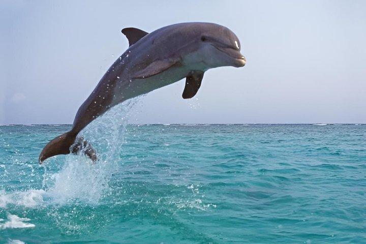 Escursioni con i delfini , tour al tramonto e tour di snorkeling e conchiglie