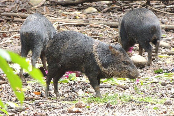 5-Days Amazon Rainforest and Andes Adventure