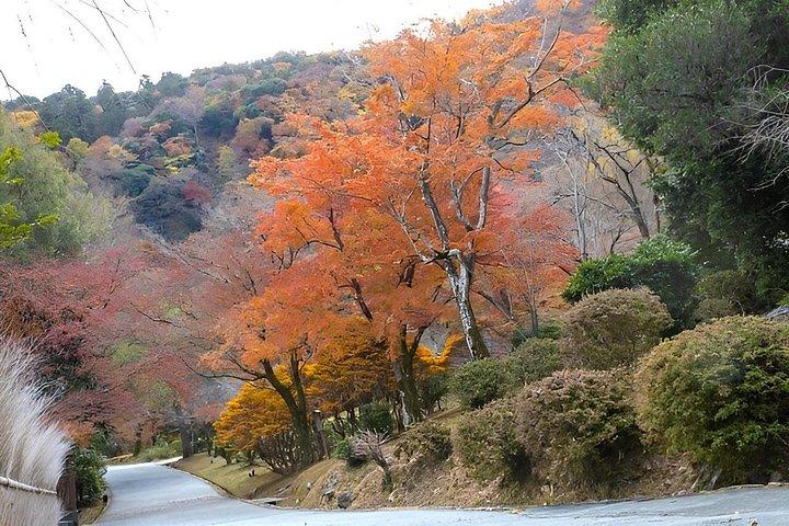 京都:嵐山ユネスコウォーキングツアー(入場料込み)
