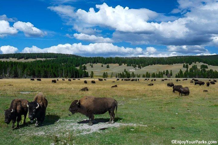 10 VIP Grupo Yellowstone Tour de 3 dias Salt Lake City ida e volta