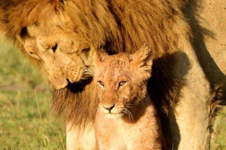 Maasai Mara Emoziona 3 Giorni di Big Five Incontri
