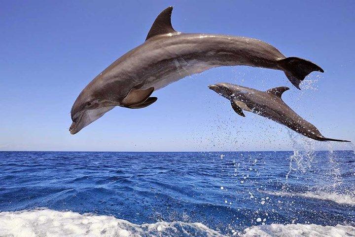 Hurghada Dolphin House e snorkeling viagem de um dia de barco VIP