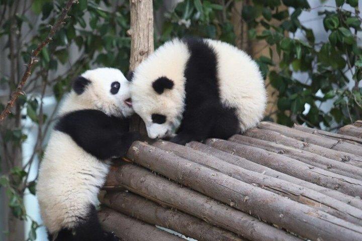 Chengdu Giant Panda Base Ticket