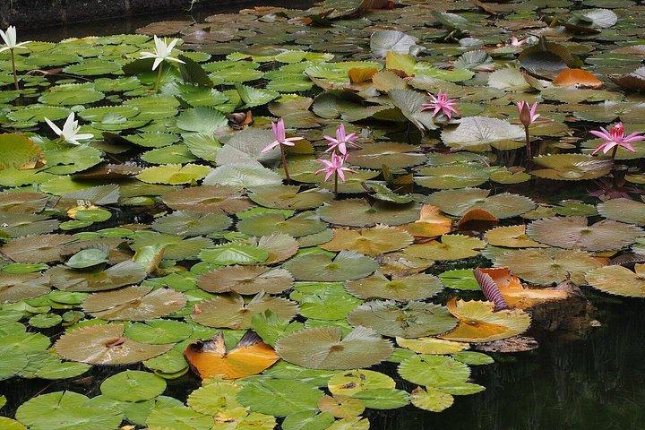 植物園と北の物語＆ラヴェンチュール・デュ・スクレ