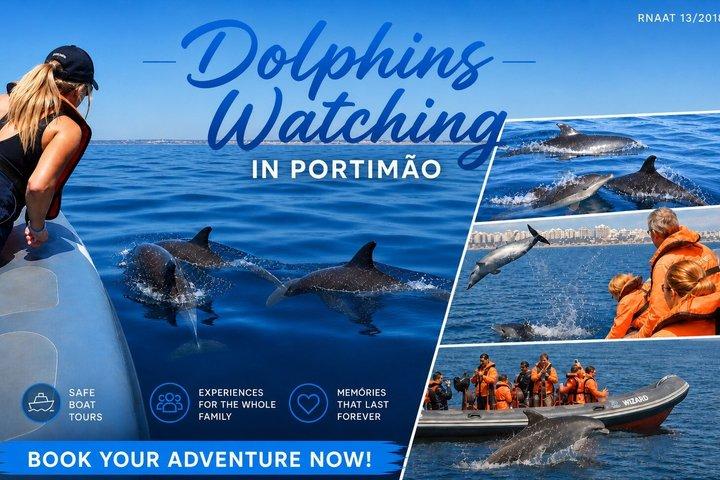 Observation des dauphins