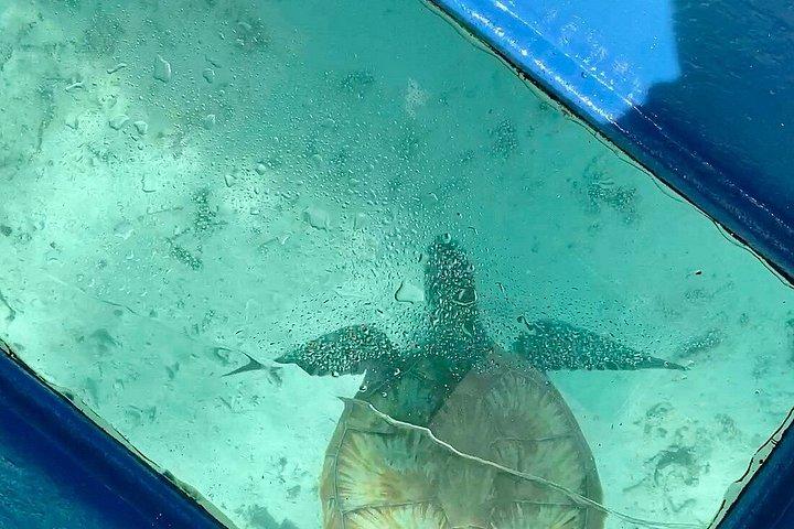 Aqua Adventure – Private North Tour & Turtle Discovery with Lunch