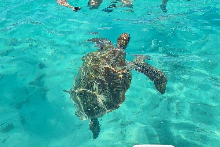 Aqua Adventure – Private North Tour & Turtle Discovery with Lunch