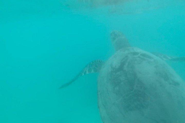 Aqua Adventure – Private North Tour & Turtle Discovery with Lunch