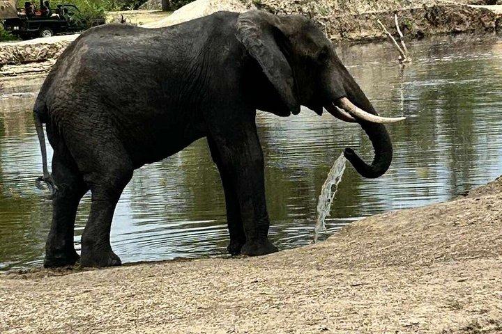 ザンジバル発ミクミ国立公園ウィットSGR2泊3日