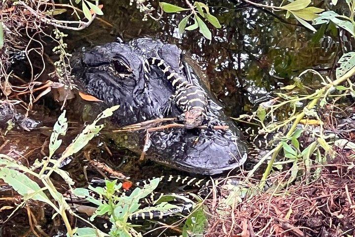2-Hour Airboat Adventure