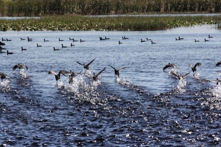 2-Hour Airboat Adventure