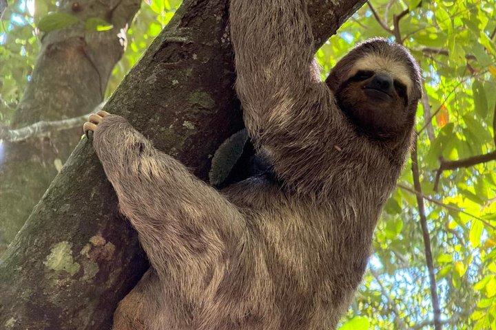 ペドラ・ボニタ：リオの最高の景色、自然とアドベンチャー