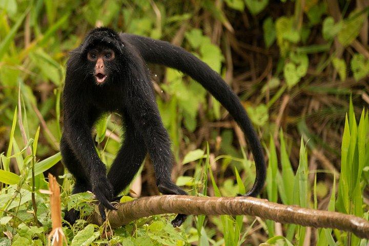 アマゾンでの4日間のサバイバルツアーと探検、イキトス（ペルー）