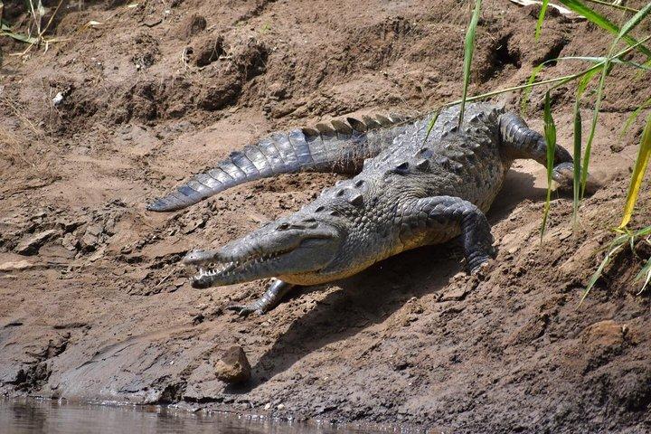 プライベートナマケモノ遭遇滝＆リバーサファリツアー