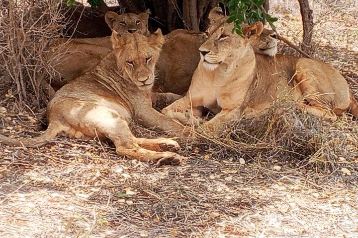 3 - Dia Tsavo East e Ngutuni Sanctuary Safari.