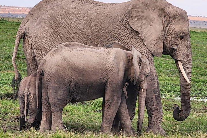 Safari Jambo Kenia - 5 días de aventura en safari de vida silvestre
