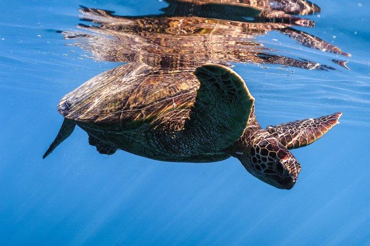 Waikiki Turtle Canyon Snorkel : Tortugas garantizadas