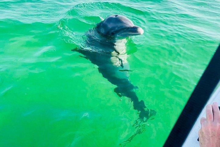 2 Hour Private Panama City Beach Dolphin Tour