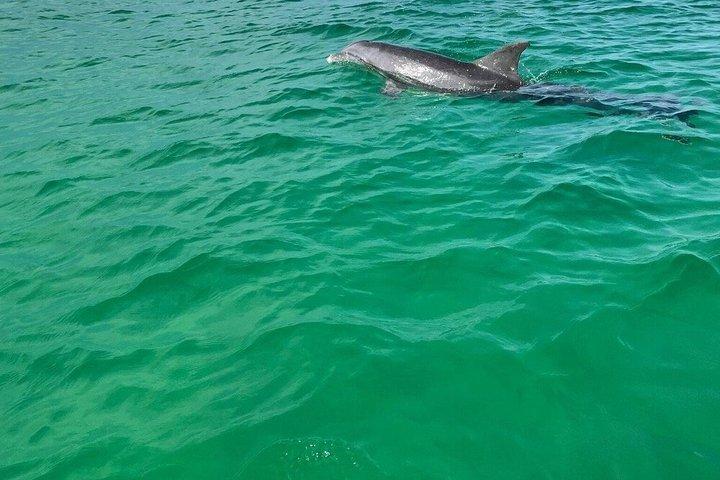 2 Hour Private Panama City Beach Dolphin Tour