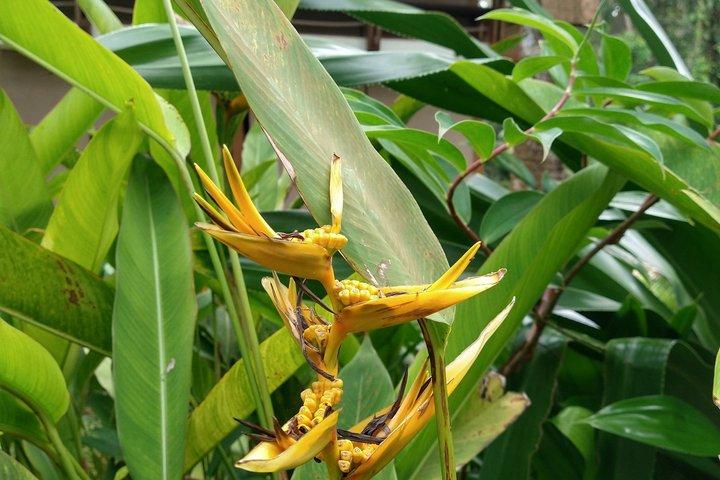 Tour de Kayak y Observación de Perezosos en Punta Uva