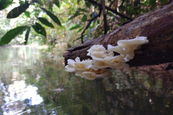 Tour de Kayak y Observación de Perezosos en Punta Uva
