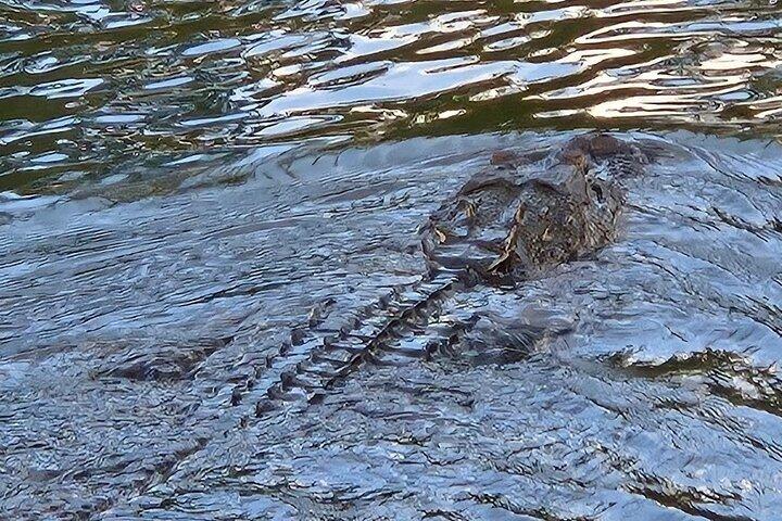 ニューオリンズ湿地案内鳥類探検隊