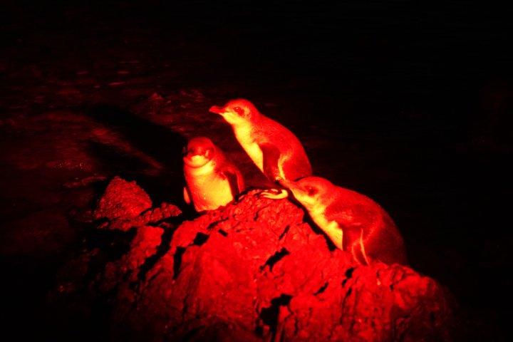 オークランド・ティリティリ・マタンギ島シーカヤック＆ペンギンツアー