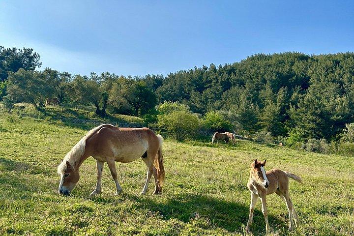 Horse Ride with Mountain Views