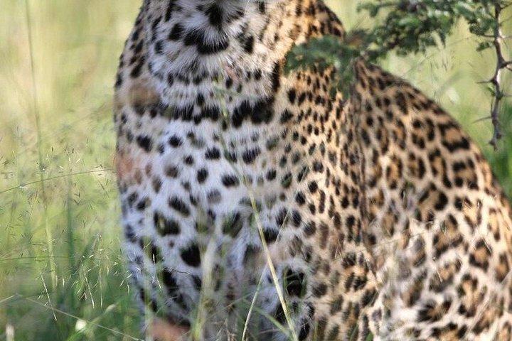 3日間オルペジェタコンサーバンシープライベートサファリ