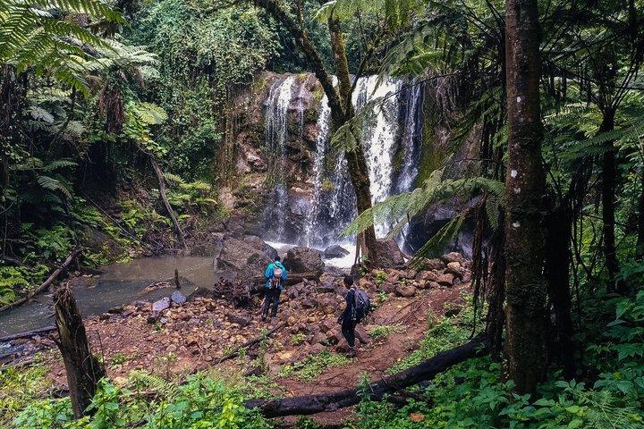 Shared Kereita Forest Guided Tour