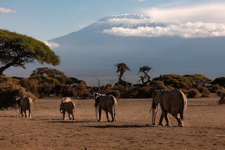 Nairobi: En dagsutflykt till Amboseli nationalpark