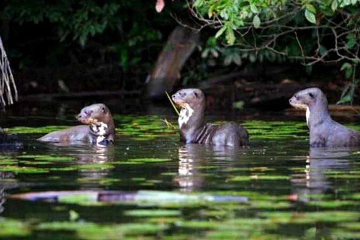 サンドバル湖日帰りツアー野生動物観察とジャングルハイキング付き。